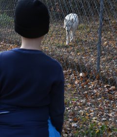 white wolf