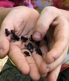 mini frogs