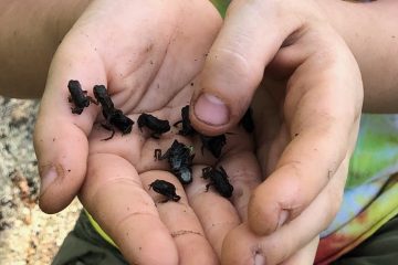 mini frogs