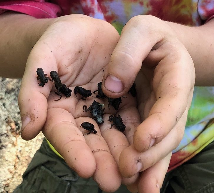 mini frogs